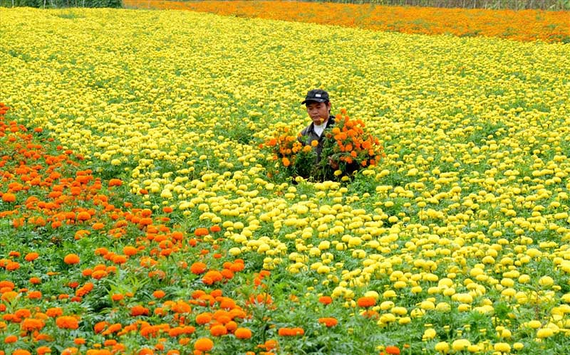 Village de fleurs