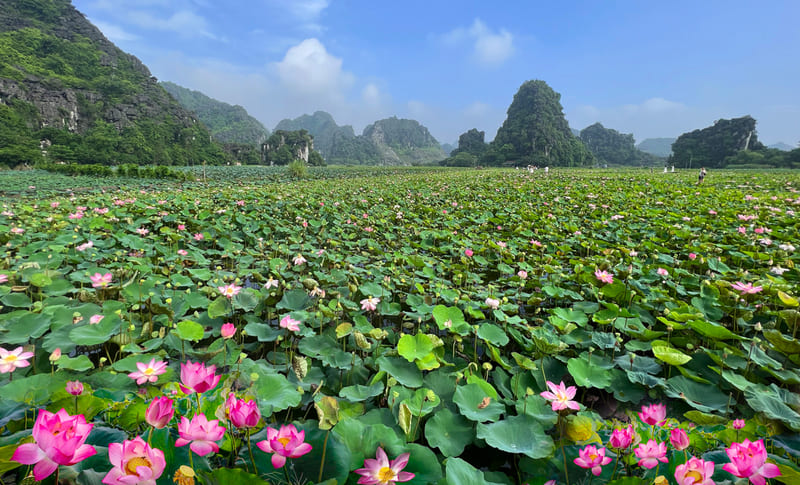 Ninh Binh pendant la saison du lotus