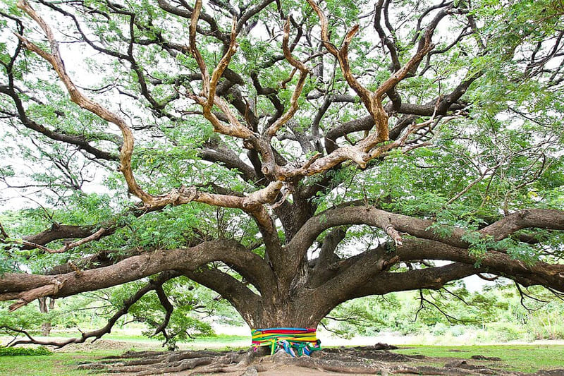 L''arbre de pluie géant à Kanchanaburi