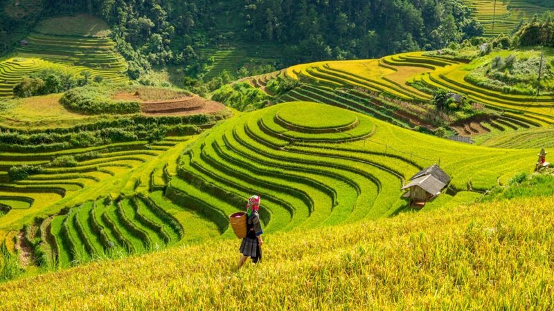 riziere en terrasse à Mu Cang Chai