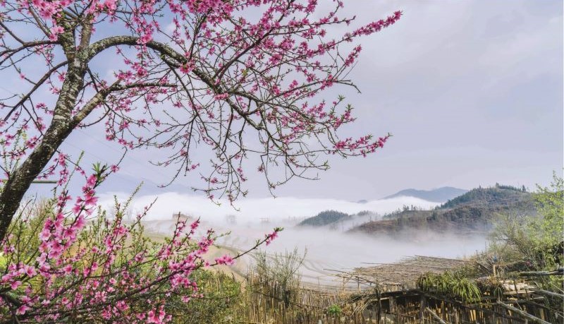 Fleurs printanières en pleine floraison dans le nord du Vietnam 