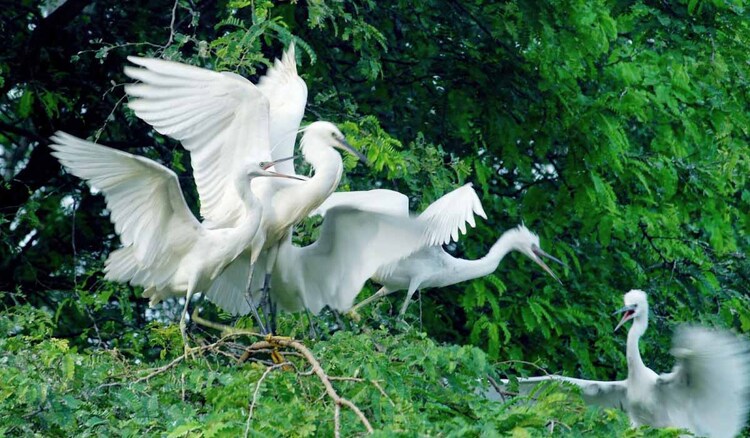 S''immerger dans le monde fascinant des oiseaux au sanctuaire de Vam Ho