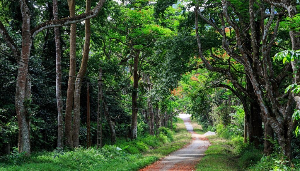 parc national de cuc phuong