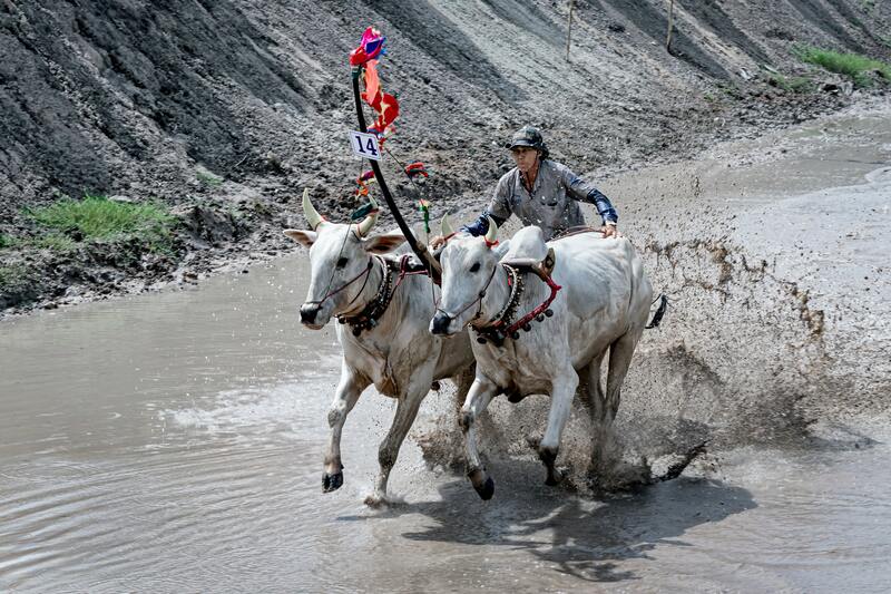 la course des boeufs à An Giang