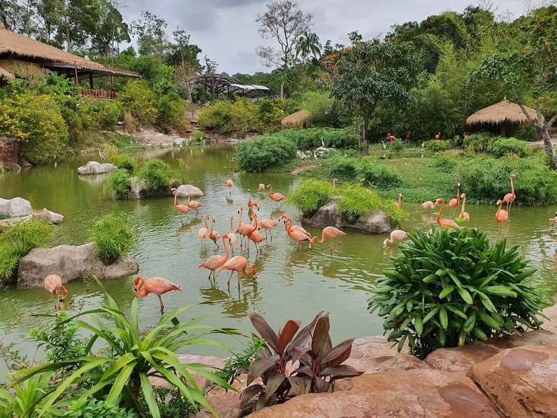 Flamants roses au Vinpearl Safari Phu Quoc