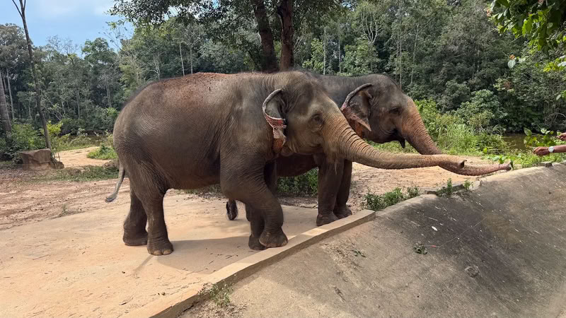 Éléphants au Vinpearl Safari Phu Quoc
