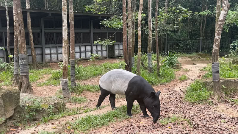 Tapir au Vinpearl Safari Phu Quoc