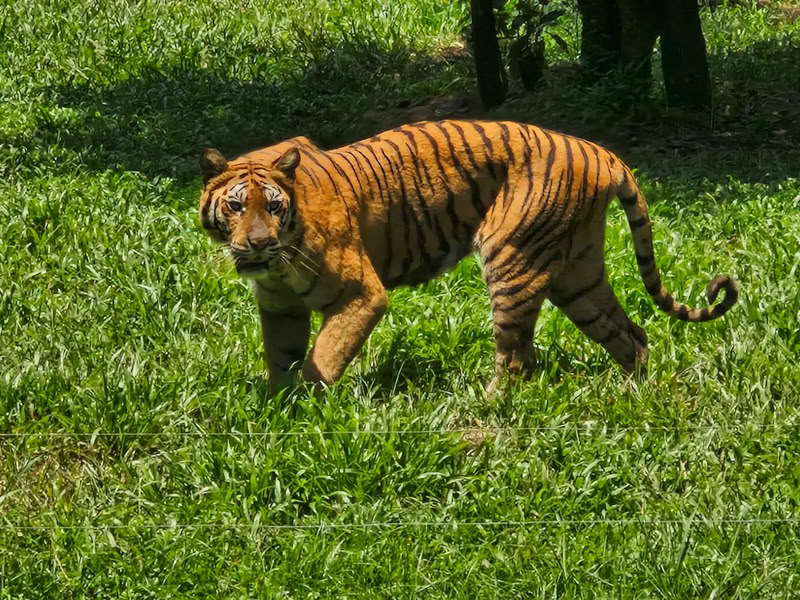 Tigre au Vinpearl Safari Phu Quoc