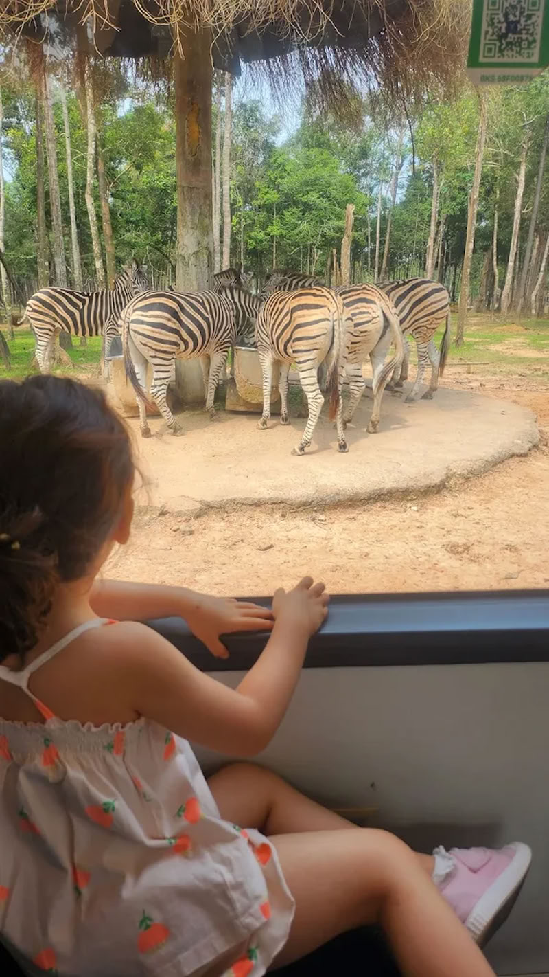 Enfants regardant des zèbres depuis le bus du Vinpearl Safari Phu Quoc