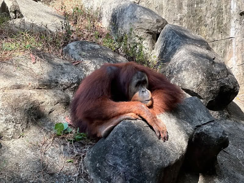 Orang-outan au Vinpearl Safari Phu Quoc