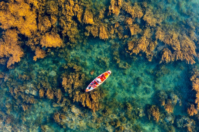 la saison des algues à Quy Nhon