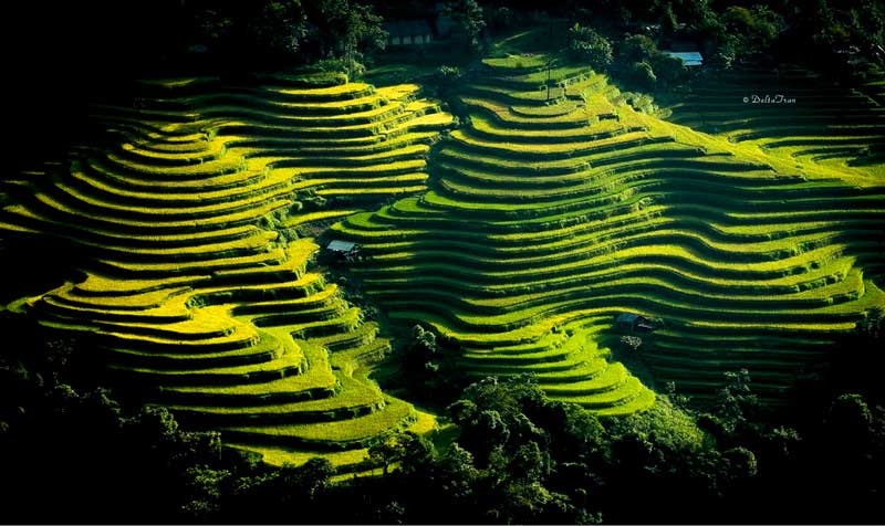 riziere hoang su phi ha giang