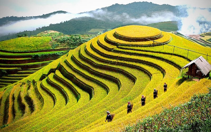 Mu Cang Chai