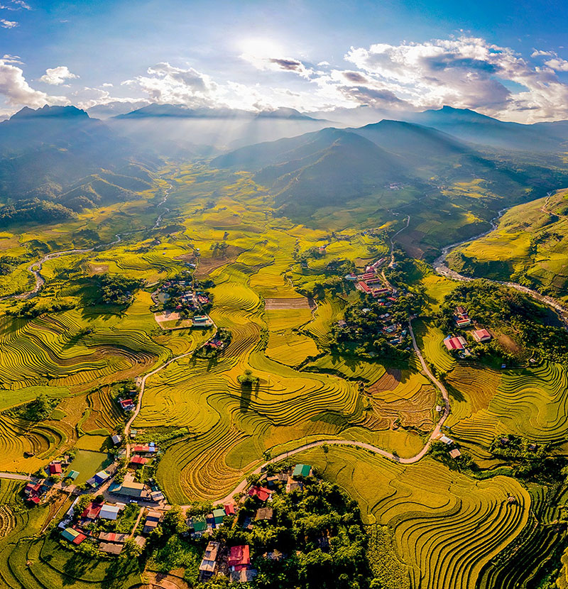 riziere du delta du mekong