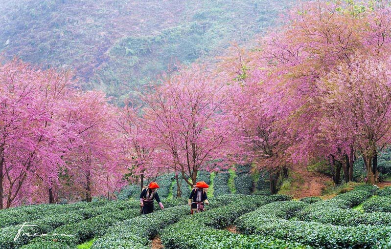 d''avril à août - la plus belle saison pour voyager à Sapa