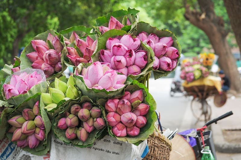 saison des fleurs de lotus