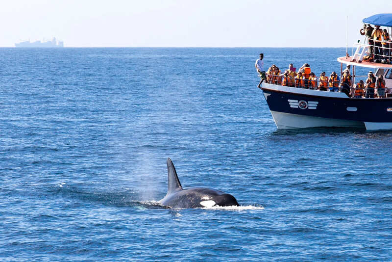 Baleine Mirissa