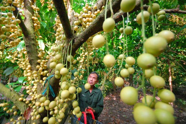 le verger de fruits à Can Tho