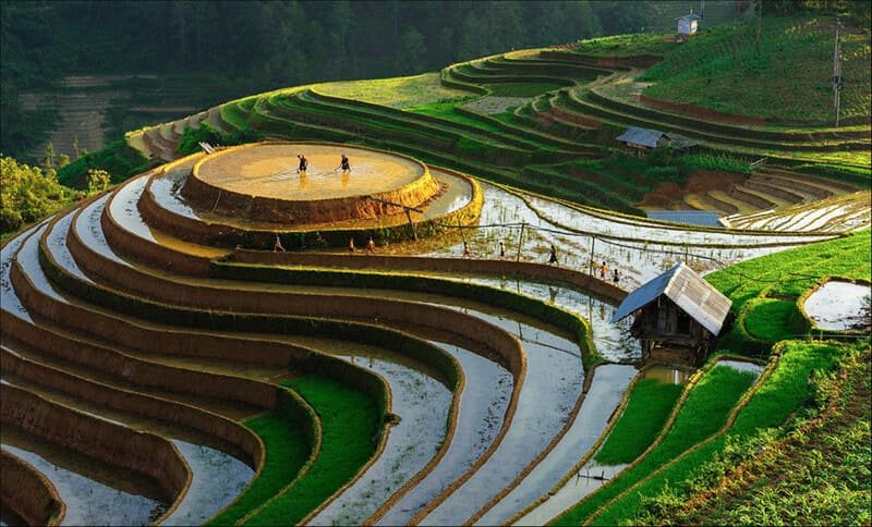 Nord Vietnam, saison de mise en eau, rizière en terrasse
