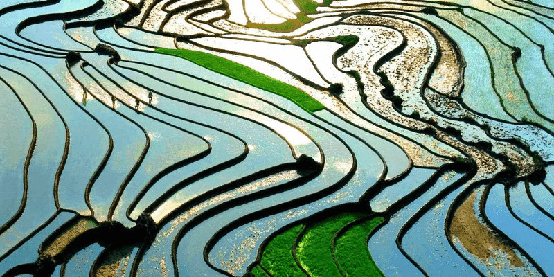 Nord Vietnam, saison de mise en eau, rizière en terrasse