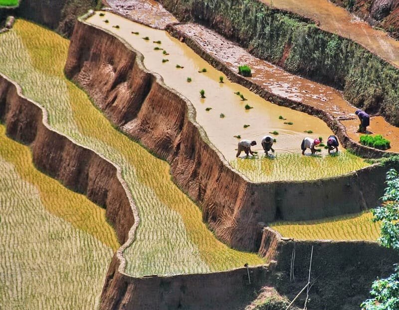 Nord Vietnam, saison de mise en eau, rizière en terrasse
