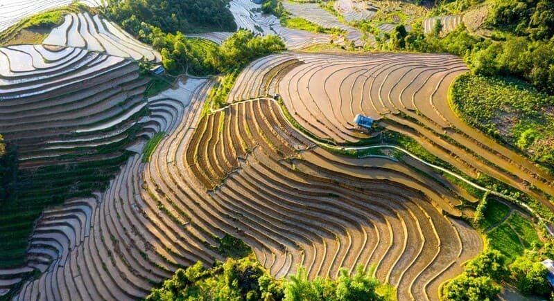 Nord Vietnam, saison de mise en eau, rizière en terrasse
