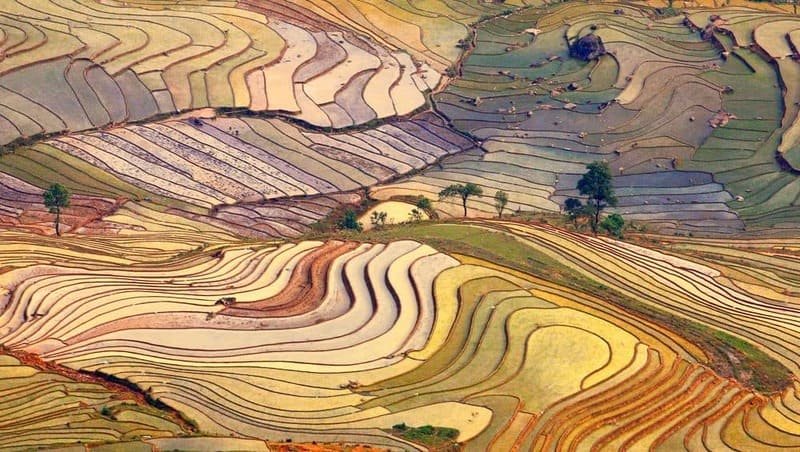 Nord Vietnam, saison de mise en eau, rizière en terrasse