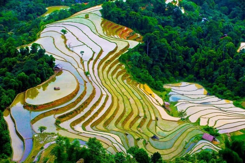Nord Vietnam, saison de mise en eau, rizière en terrasse
