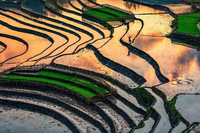 Nord Vietnam, saison de mise en eau, rizière en terrasse