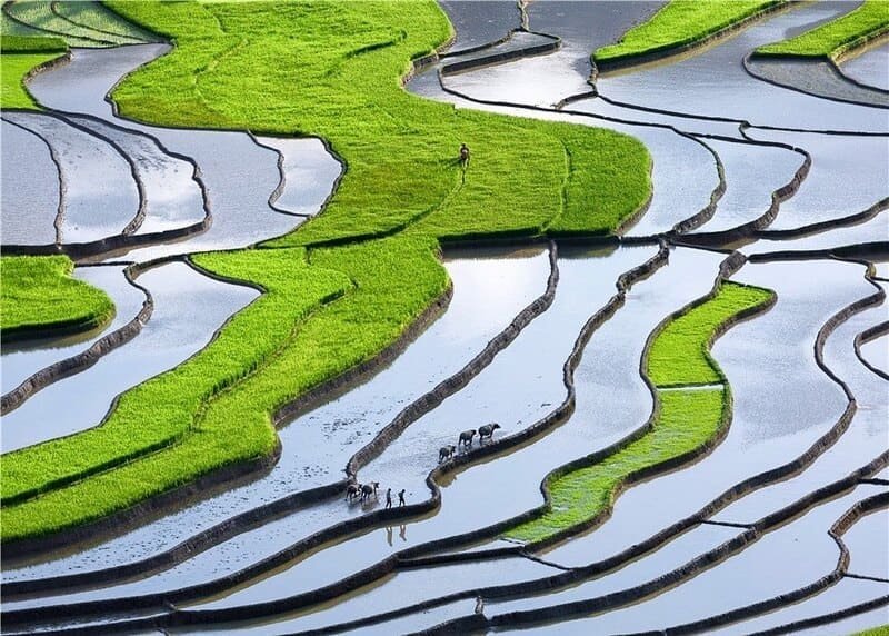 Nord Vietnam, saison de mise en eau, rizière en terrasse