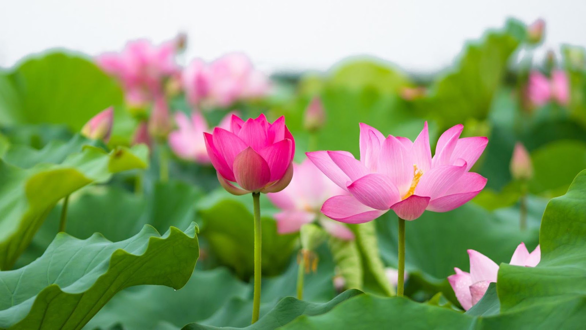 10 symboles Vietnamiens les plus importants - Découvrez-les!