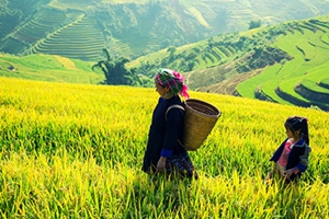 Quelle est la meilleure période pour partir découvrir le Nord Vietnam ?