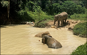 Sanctuaire d’éléphants
