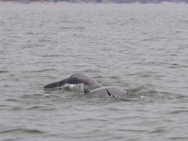 Les dauphins d’eau douce