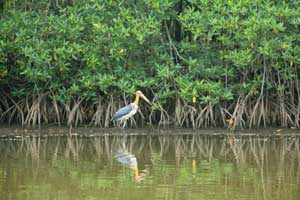 Excursion en canoë dans la mangrove