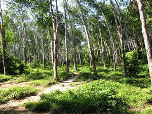 Randonnées dans les parcs nationaux de Krabi