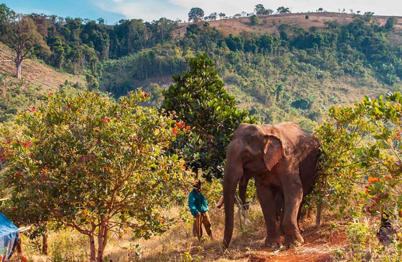 Découvrir un sanctuaire d’éléphant : « Eléphant Valley Project »