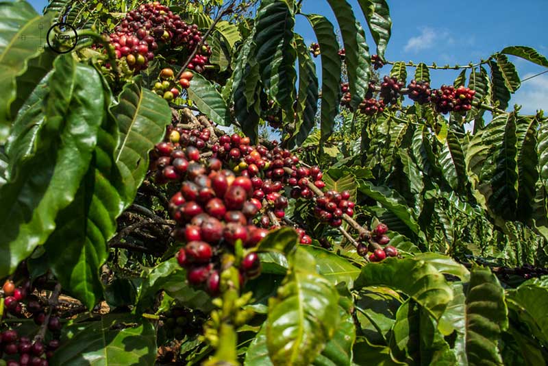 Visiter des plantations de café