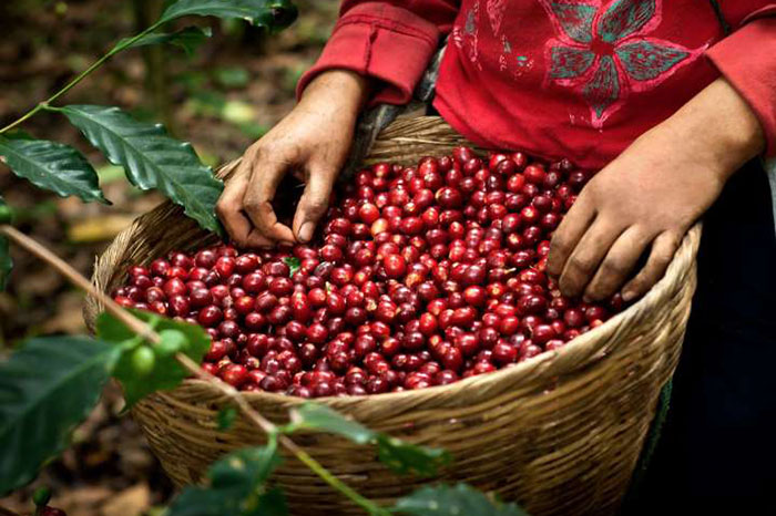 La région caféière la plus grande du Laos