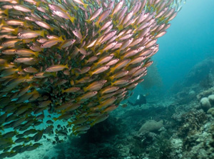 Plongée sous-marine