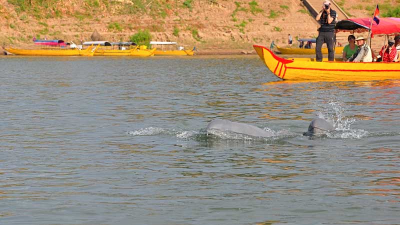 Observation des dauphins de l’Irrawaddy
