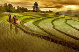 Chiang Mai