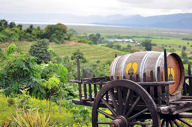 Vignoble birman