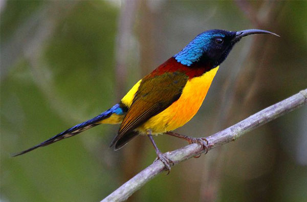 Observation des oiseaux