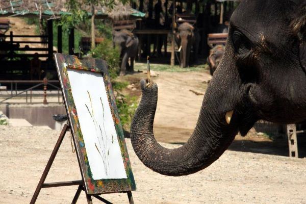 Elephant Camp à Chiang Mai : Vivez une aventure inoubliable