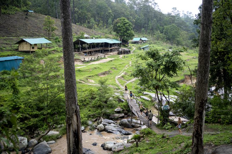 Camp d'Éléphants dans des Zones Naturelles