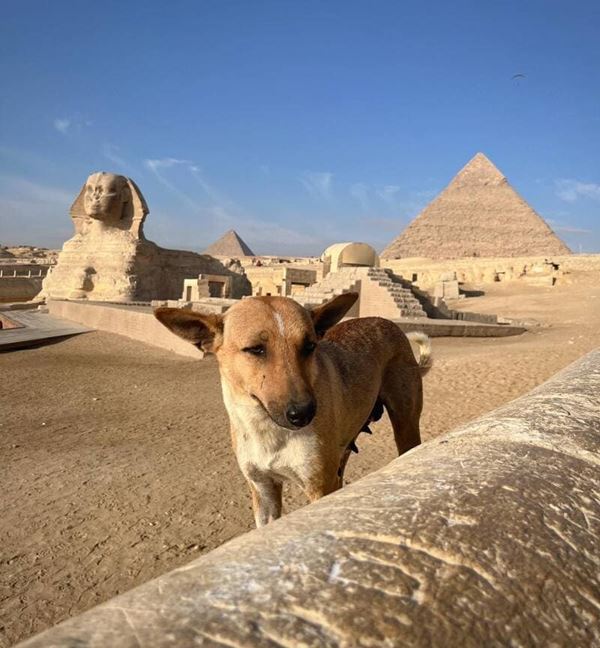 Bonjour depuis les pyramides