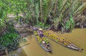 Ben Tre, le royaume des cocotiers