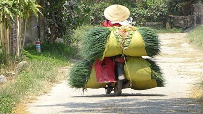 Une image authentique de la campagne vietnamienne
