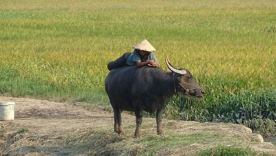 Une image authentique de la campagne vietnamienne